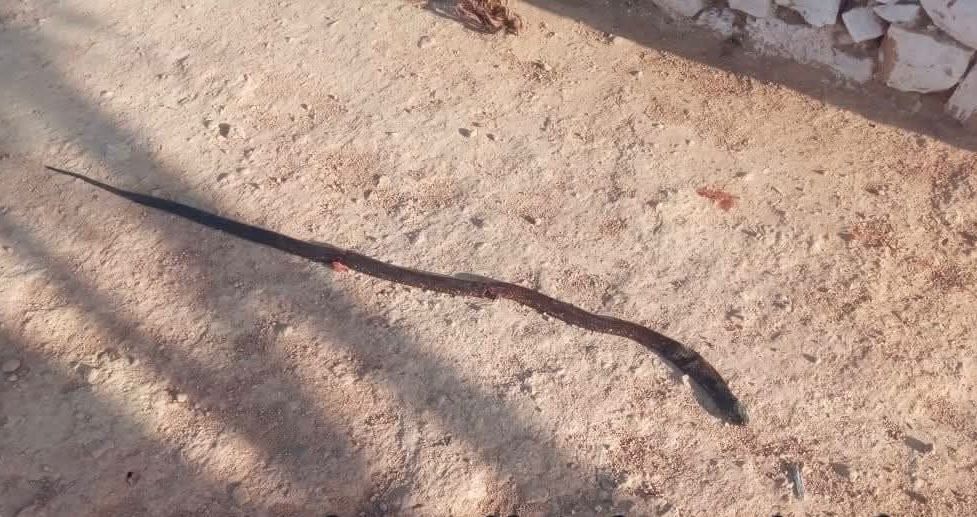 الصويرة.. أفعى سوداء تفجع عائلة في الولد والوالد بجماعة تيدزي