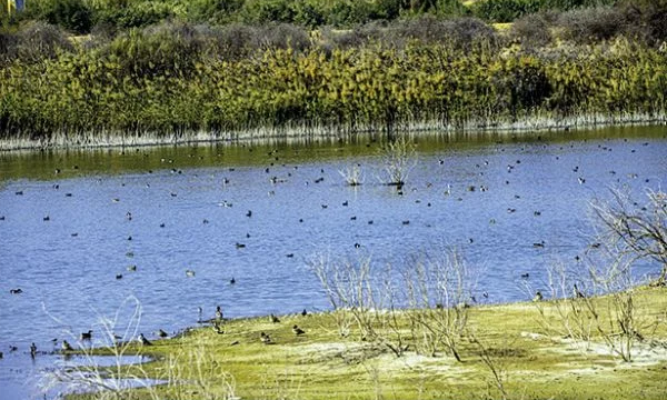 المغرب يحبط مناورة جزائرية لتسييس اتفاقية “رامسار” بشأن المناطق الرطبة