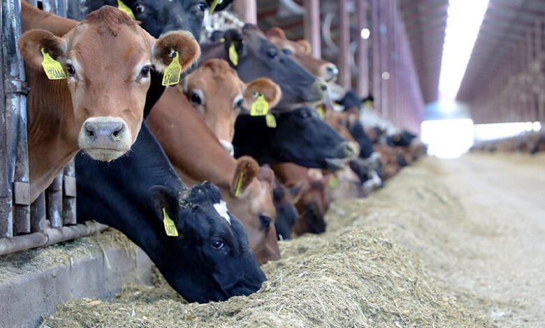 الحكومة توقف رسم استيراد الأبقار لدعم السوق الوطني