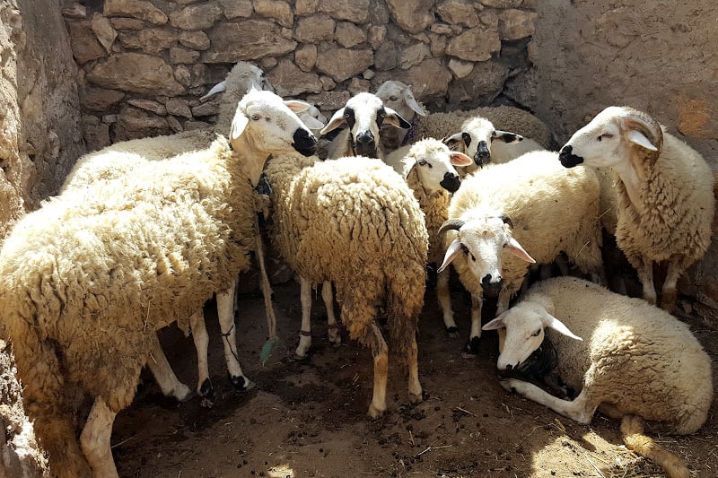 الحكومة تلغي تعليق الرسوم الجمركية على الأغنام والماعز وتخصص 11 مليار درهم لدعم مربي الماشية