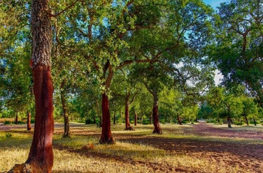 الوكالة الوطنية للمياه والغابات تكذّب مزاعم فشل مشروع تهيئة غابة المعمورة