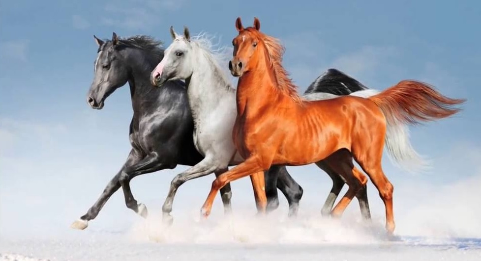 معرض الفرس للجديدة يستضيف المباراة الدولية “Title Show” لجمال الخيول العربية الأصيلة