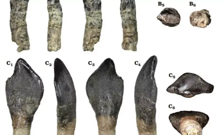 بولمان.. اكتشاف أسنان ديناصورات عملاقة يعيد كتابة تاريخ العصر الجوراسي