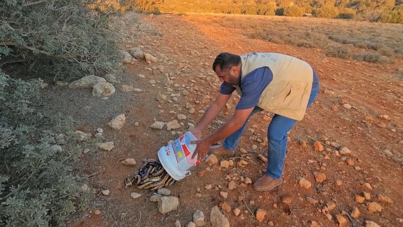 “أفاعي الكوبرا” بمراكش.. وكالة المياه والغابات تخرج عن صمتها وتوضح