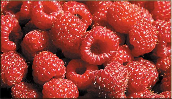 صادرات المغرب من التوت الأحمر تسجل أرقامًا قياسية جديدة