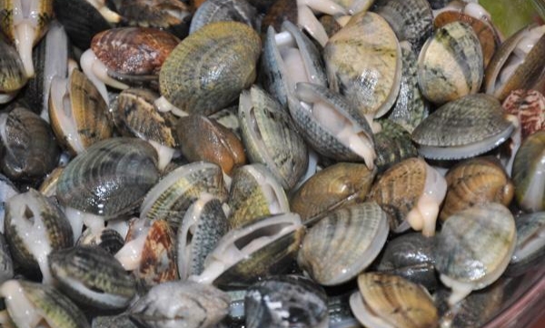 الداخلة.. مواد سامة تمنع جمع وتسويق المحار بالمنطقة المصنفة سينترا