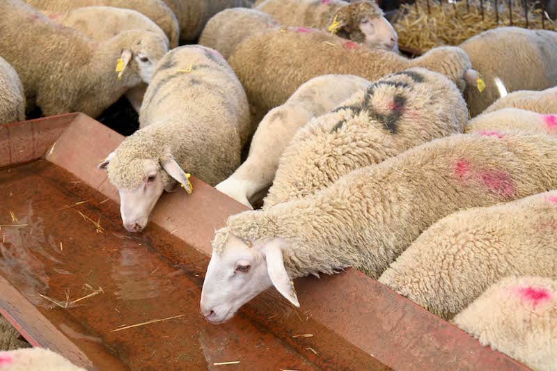 قرار وزاري جديد يقيّد ذبح إناث الأغنام والماعز “الحوامل” في المغرب