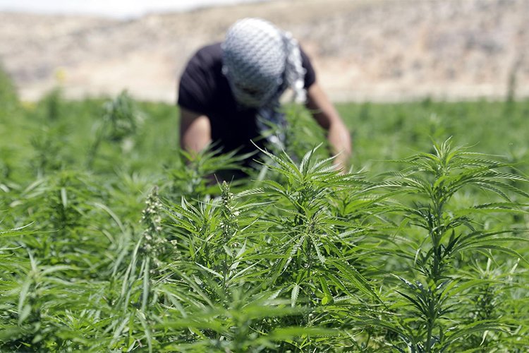 الحسيمة.. تقنين القنب الهندي يحول الزراعة التقليدية إلى رافعة للتنمية وسلسلة قيمة متكاملة