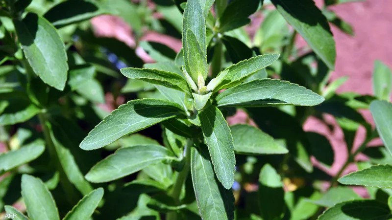 دراسة: بديل طبيعي للسكر قد يكون سلاحا ضد السرطان