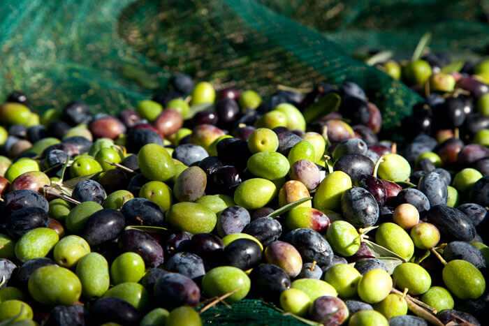 أمطار اللحظة الأخيرة تنقذ موسم الزيتون بالمغرب وتبشر بمحصول “قياسي” لعام 2025