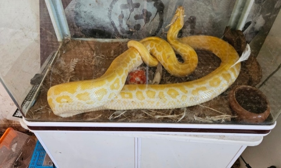 سيدي بوقنادل.. عملية نوعية تطيح بشبكة للاتجار بالحيوانات النادرة وتكشف مستودعًا سريًا