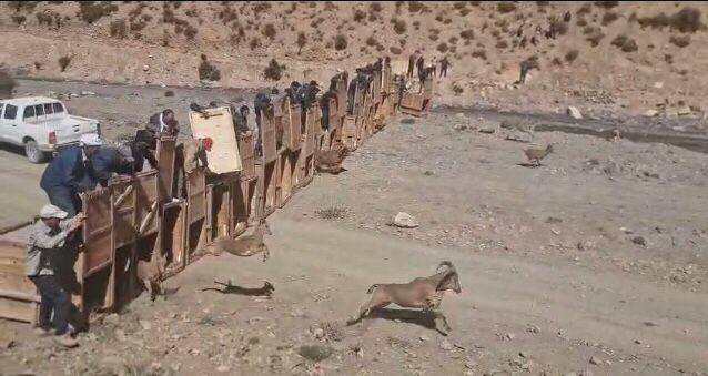 إطلاق 20 رأسا من غزال الأروي بمنتزه الأطلس الكبير الشرقي