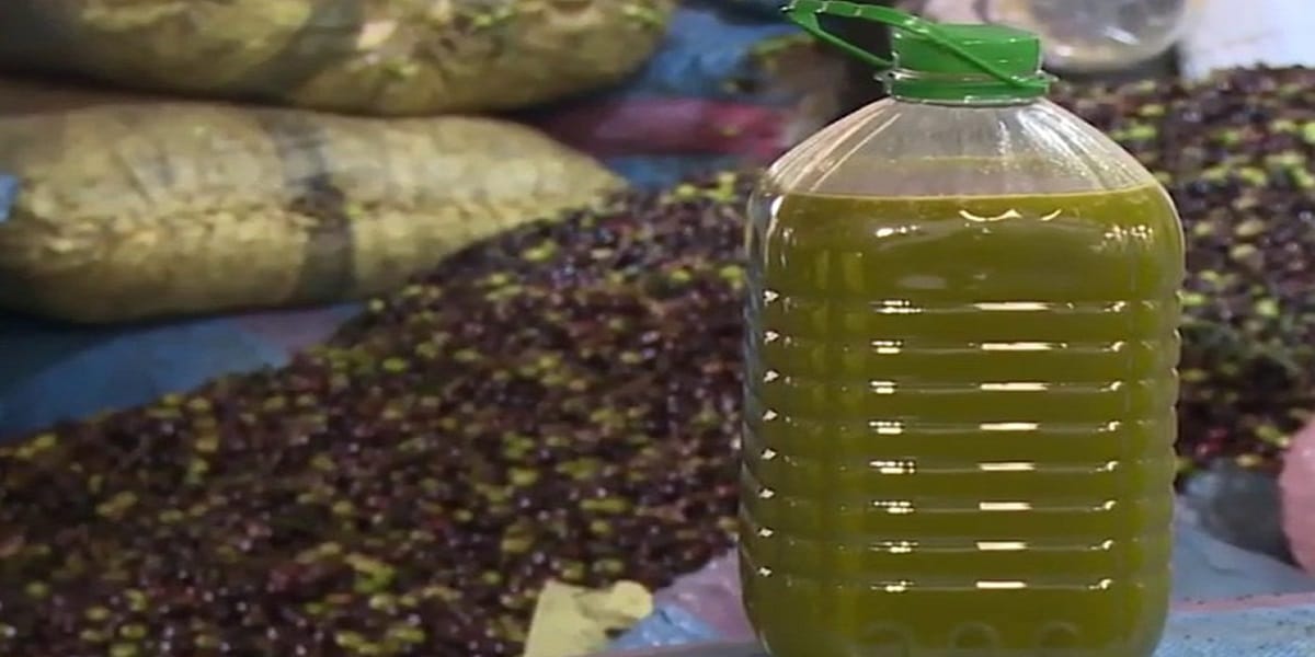 توقعات أخنوش تتحقق.. أسعار زيت العود تتراجع إلى 50 درهماً مع بداية الموسم الفلاحي الجديد