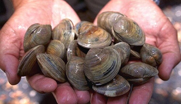 بعد “تطهير شامل”.. رفع الحظر عن جمع وتسويق الصدفيات في 4 مناطق مغربية