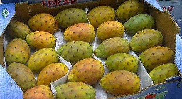 المغرب يستعيد عرش “الهنديّة” بعد سنوات من الصراع مع “الآفة القرمزية”