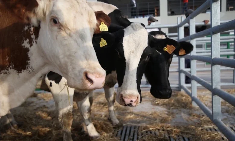 تحسبًا لانتشاره بأوروبا.. “أونسا” يطلق حملة وطنية لتلقيح الأبقار ضد التهاب الجلد العقدي المعدي