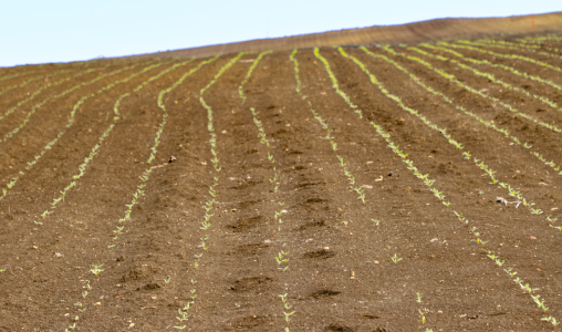 حوض اللوكوس .. تسطير برنامج جد مهم للزراعات السكرية على مساحة 13 ألف هكتار