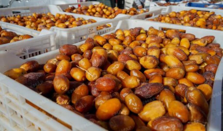 في سوق التمور بأرفود.. دينامية تجارية متزايدة