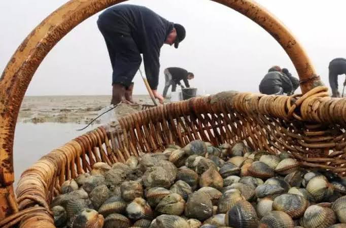 بسبب “سموم بحرية”..حظر جمع وتسويق الصدفيات في تيزنيت