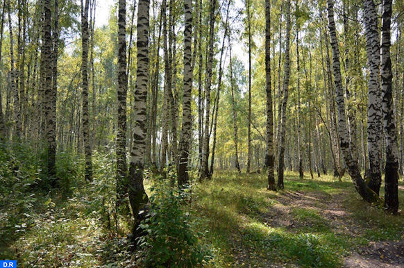 الوكالة الوطنية للمياه والغابات تؤكد التزامها بحماية غابة المعمورة