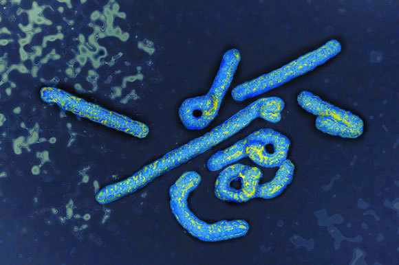 “ماربورغ” يعود للواجهة.. ماذا نعرف عن هذا الفيروس الفتاك؟