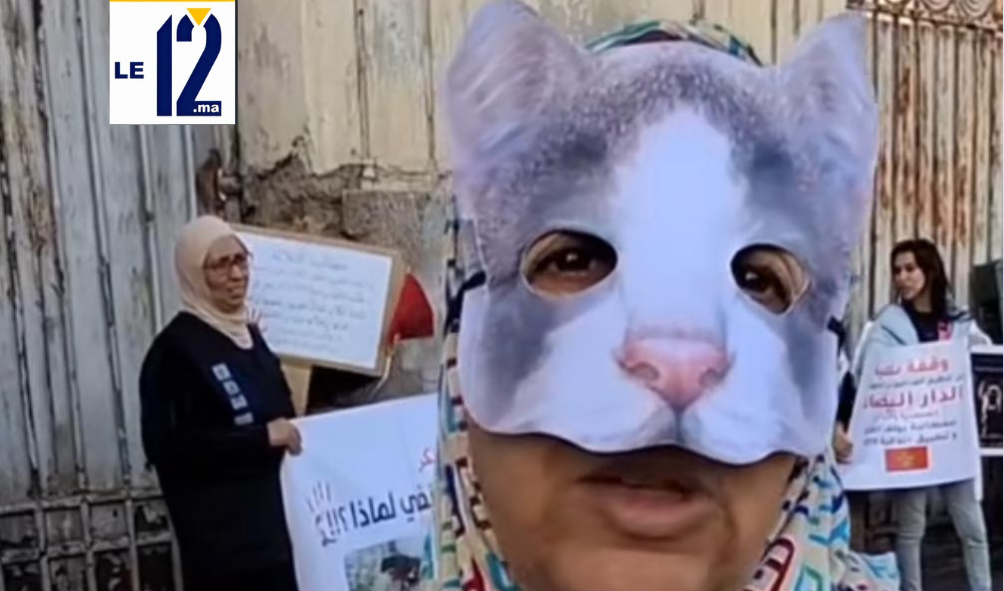 “ثورة المواء الجديدة”.. قطط الدار البيضاء تحتج ضد الإبادة!..