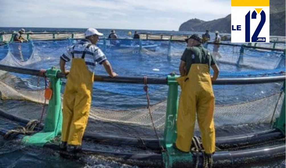 مجلس الحكومة يصادق على مرسوم جديد ينظم مزارع تربية الأحياء المائية البحرية