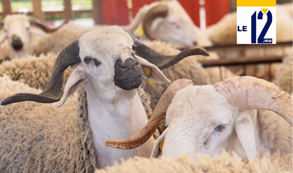 دعم غير مسبوق للمربين.. أكثر من نصف مليون مستفيد من الدعم المباشر لقطاع الماشية