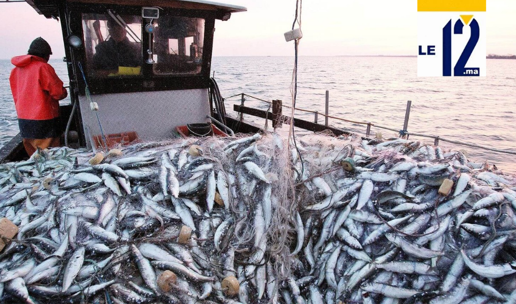 لحماية الثروة السمكية.. المغرب يوقف الدعم عن الصيد “غير القانوني والمستنزف”