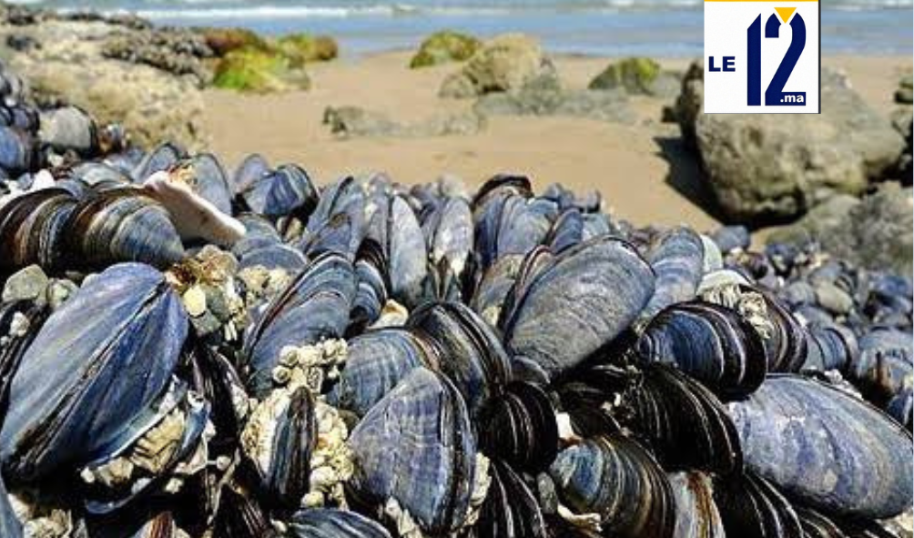 سيدي بنور.. رفع الحظر عن جمع وتسويق الصدفيات بمنطقة سيدي داوود