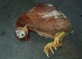 خسائر بالجملة في وزان.. مرض “غامض” يفتك بقطعان الدجاج البلدي بجماعة سيدي رضوان