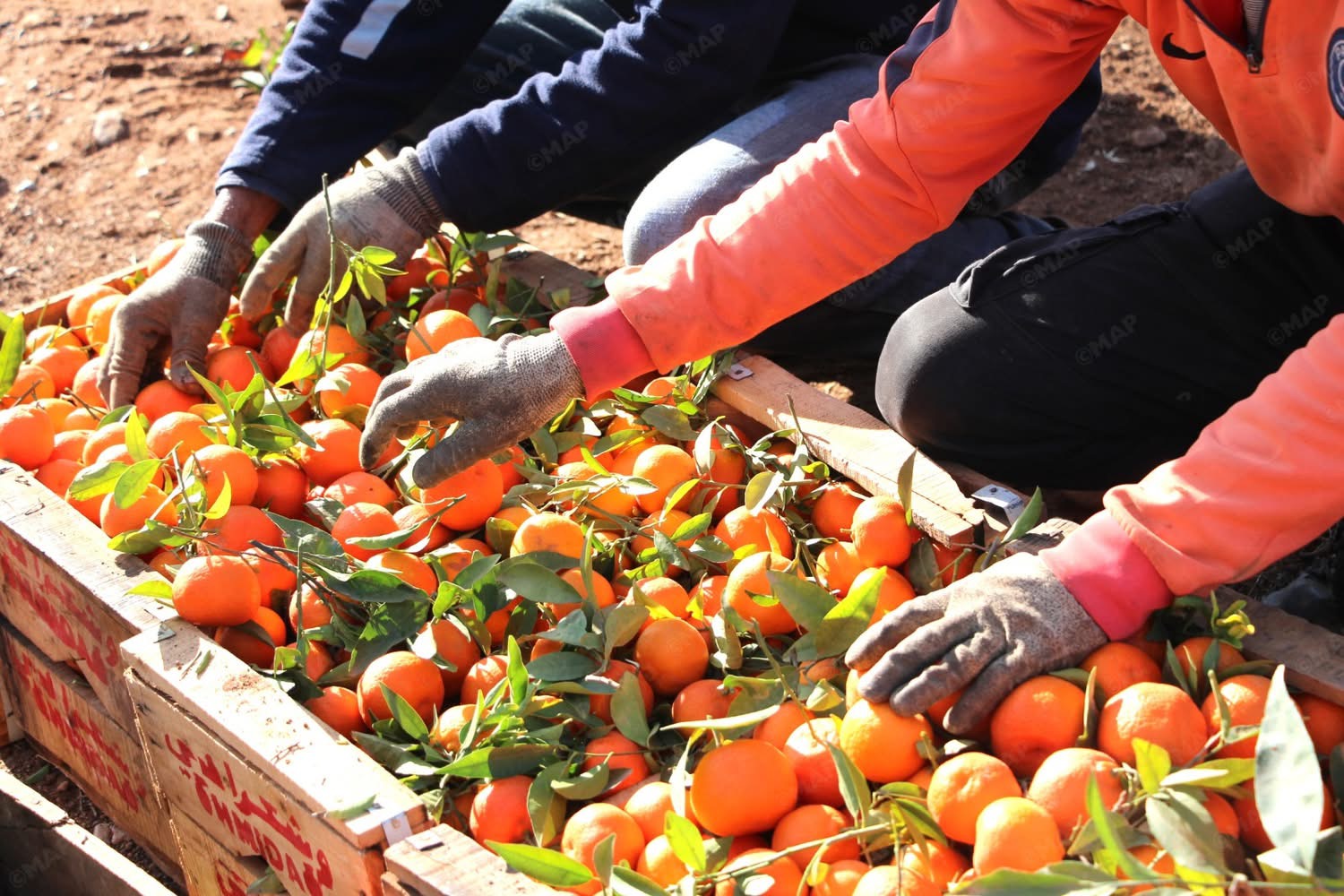 بركان. الخير موجود من الليمون والكليمونتين و 80% من الإنتاج يوجه للأسواق المغربية