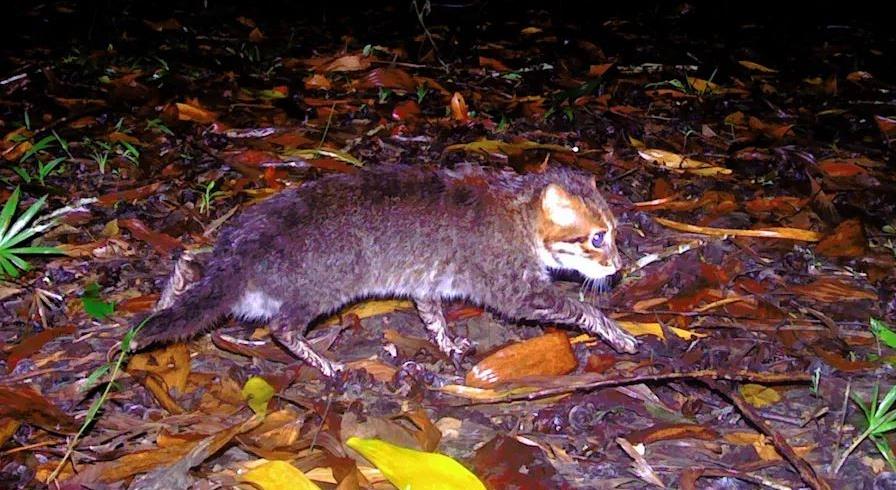 رصد نوع نادر من القطط للمرة الأولى منذ 3 عقود 