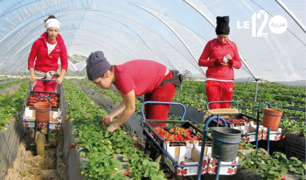 فرصة العمر لـ 3000 عاملة وعامل مغربي.. العمل في أوروبا والعودة بمشروع استثماري خاص بدعم أوروبي.. 