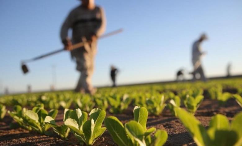 وفرة الإنتاج الزراعي العالمي تؤدي إلى انخفاض أسعار المواد الغذائية