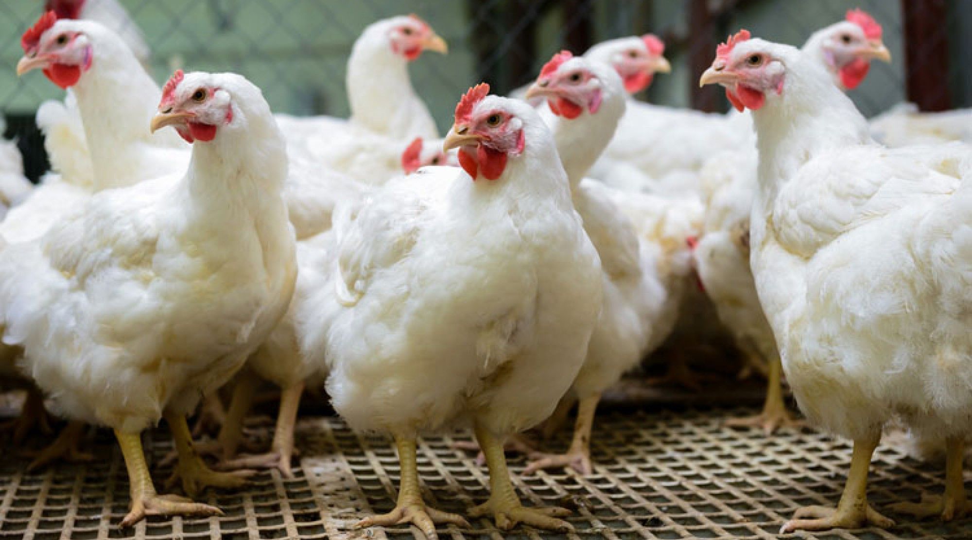 ​”انفراجة في الموائد المغربية”.. أسعار الدواجن تهبط لمستويات قياسية مع مطلع 2026