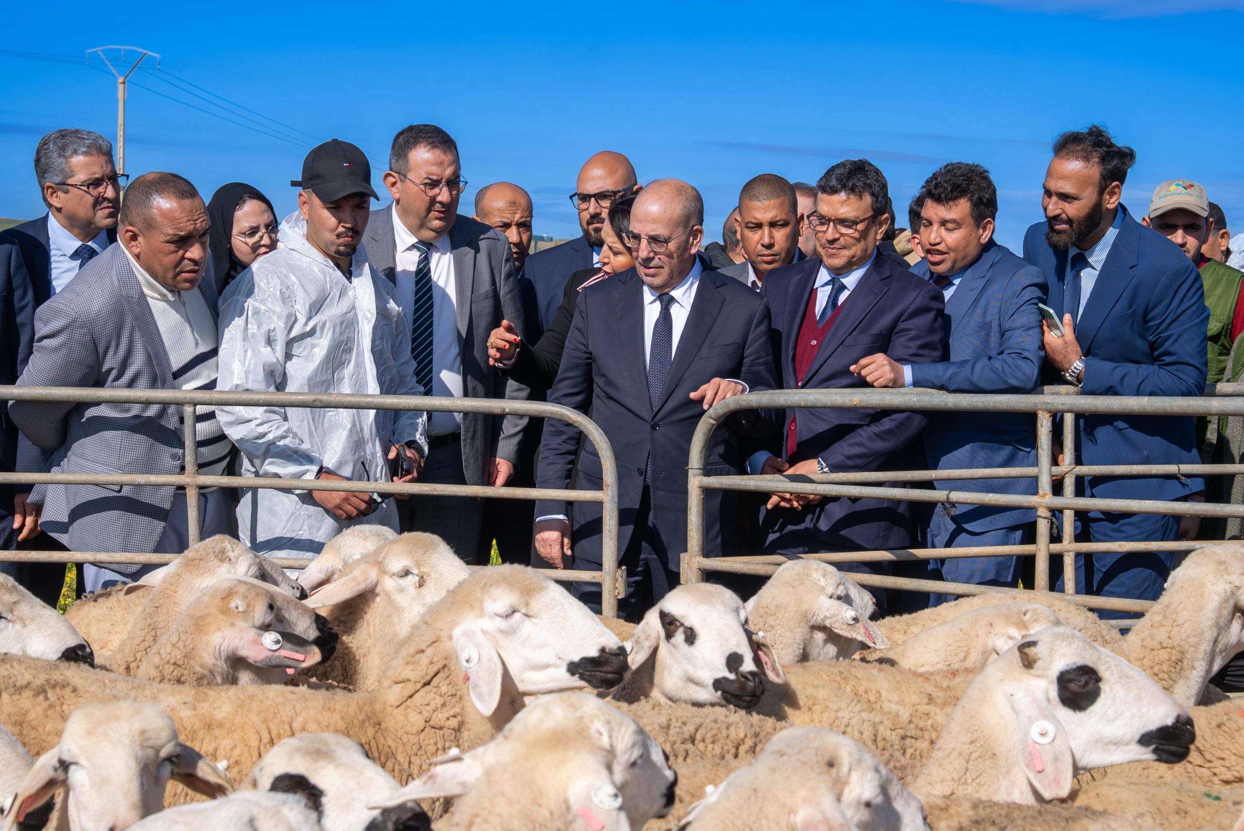 الرحامنة.. وزير الفلاحة يشرف على توزيع أغنام الصردي وإطلاق مشاريع زراعية وغابوية كبرى