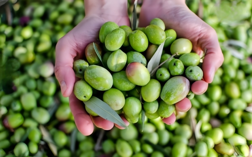 سلسلة الزيتون بتادلة.. إنتاج وفير وجودة عالية تعزز مكانة “الذهب الأخضر”