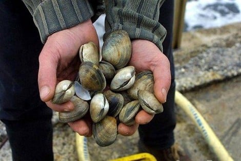 تيزنيت.. رفع الحظر عن جمع وتسويق الصدفيات بمنطقة سيدي بولفضايل