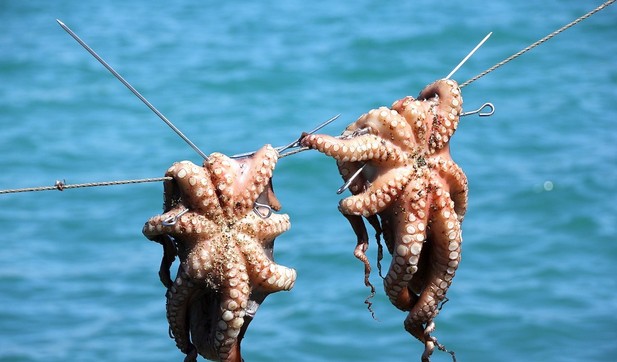 آسفي.. بلاغ هام بشأن انطلاق موسم صيد الأخطبوط وتنظيم ولوج المصيدة