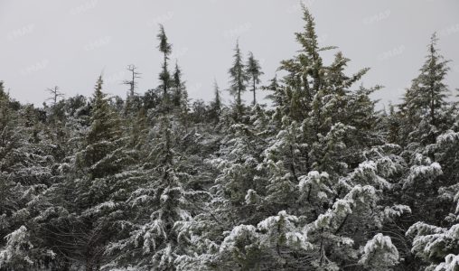 الثلوج تعود لتكسو قمم خنيفرة وتعيد الحياة لغابات الأرز