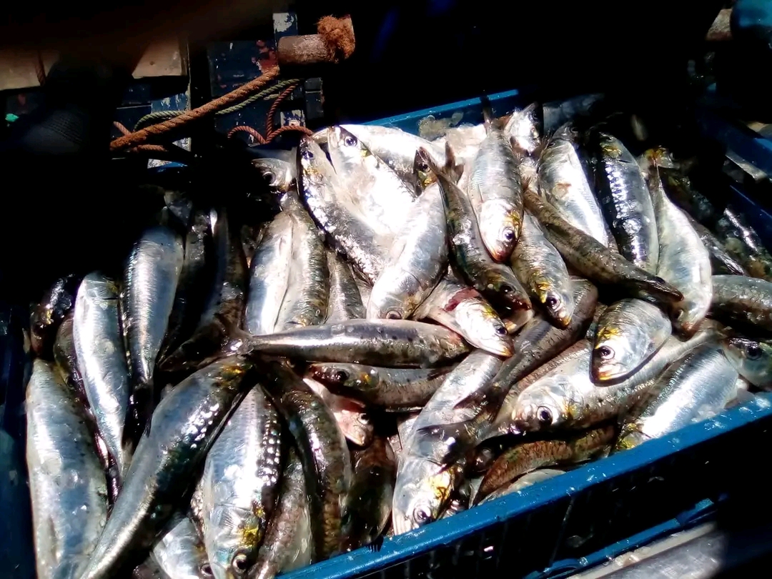 سوق السمك “الهراويين” بالبيضاء.. وفرة في العرض واستقرار في الأسعار مع سادس أيام رمضان