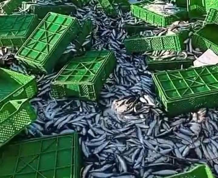 العيون. إنقلاب شاحنة محملة بشحنات سمك السردين على مستوى واد الملح (فيديو)