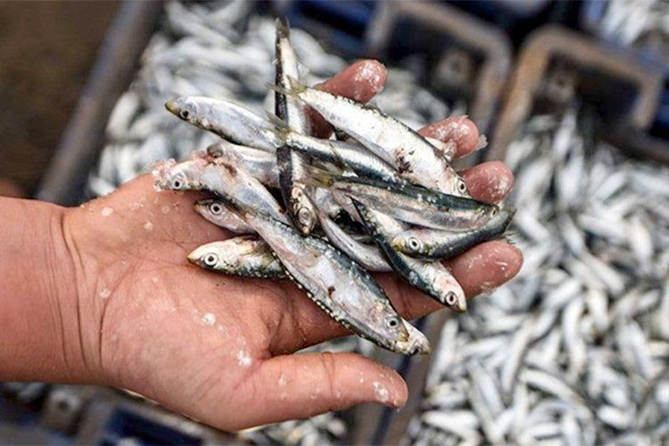 لحماية صغار السردين.. إغلاق المنطقة الجنوبية أمام سفن الصيد إلى متم يونيو