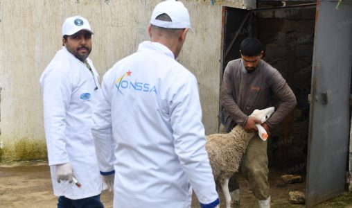 القصر الكبير.. تنظيم قافلة بيطرية ميدانية لمعالجة وتلقيح الماشية بالمناطق المتضررة من الفيضانات