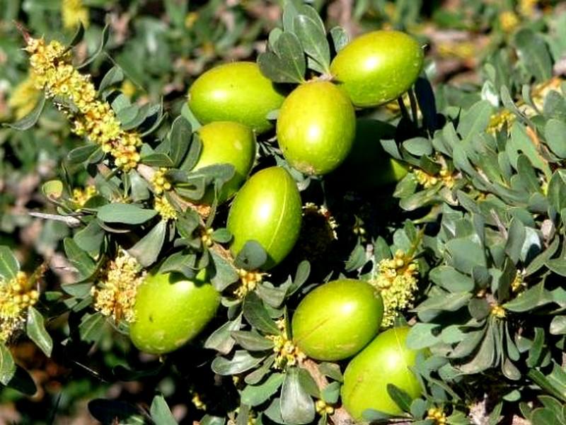 أكادير.. قرار ولائي صارم لحماية شجرة الأركان من الاستغلال العشوائي