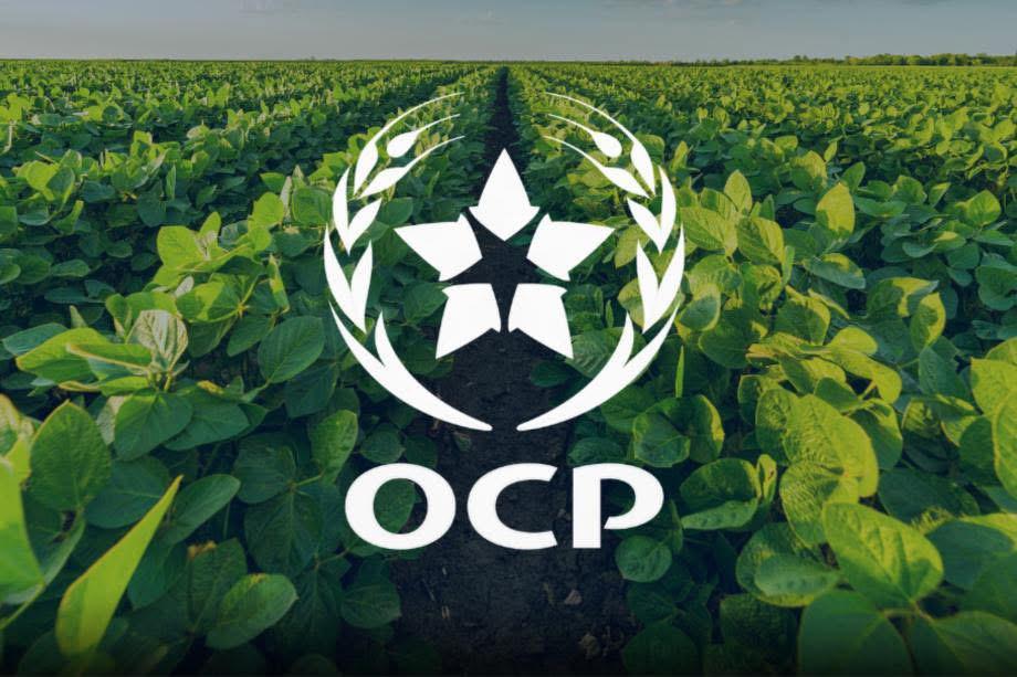 تحليل.. المغرب أمام صـ.دمة سوق الأسمدة العالمية.. فرصة إستراتيجية لـ OCP