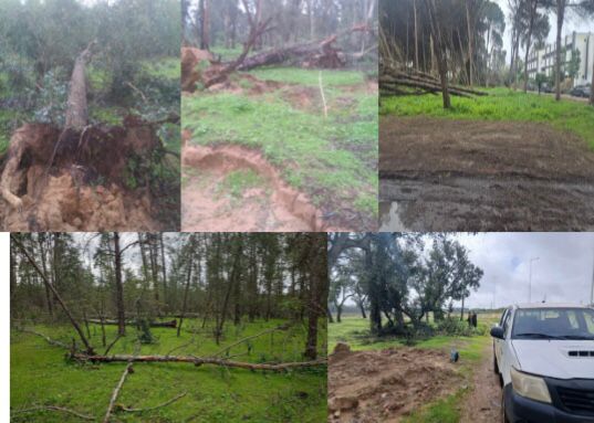 ازيد من 1100 شجرة ضحية رياح فبراير بالمعمورة.. الوكالة الوطنية تطمئن الرأي العام وتكشف تفاصيل الاضرار