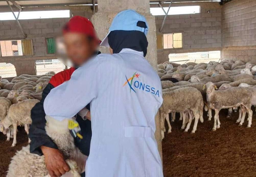 نايضة في «أونسا».. «القطيع الوطني» «جبذ النحل» على الإدارة والملفات بدات كتخرج