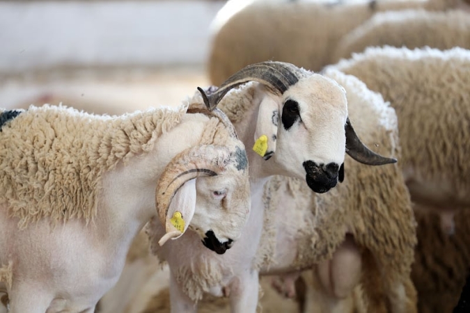 الحكومة تكشف حصيلة الشطر الأول من برنامج دعم الكسابة وإعادة تشكيل القطيع